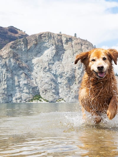 happy-golden-retriever-dog-with-smile-running-through-water